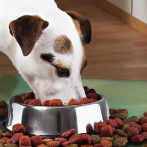 AVEX – Castron Metalic pentru hranire animale de companie 29cm