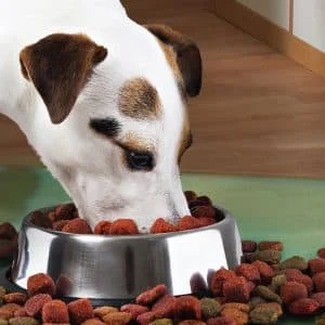 AVEX – Castron Metalic pentru hranire animale de companie 29cm