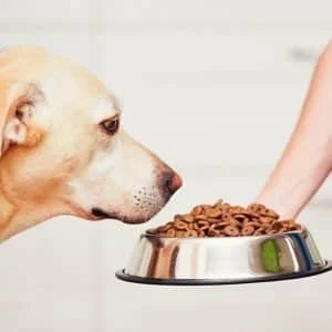 AVEX – Castron Metalic pentru hranire animale de companie 22cm